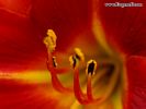 Flower 45