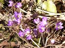 Flower 55