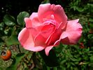 Flower 56