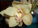 Flower 74