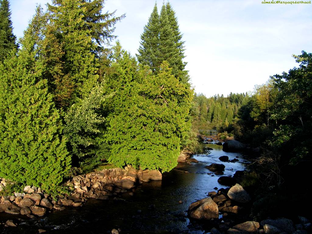 Forest 37