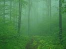 Forest 17