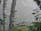 Forest 32
