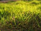 Grass 1