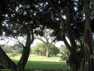 Tree 44