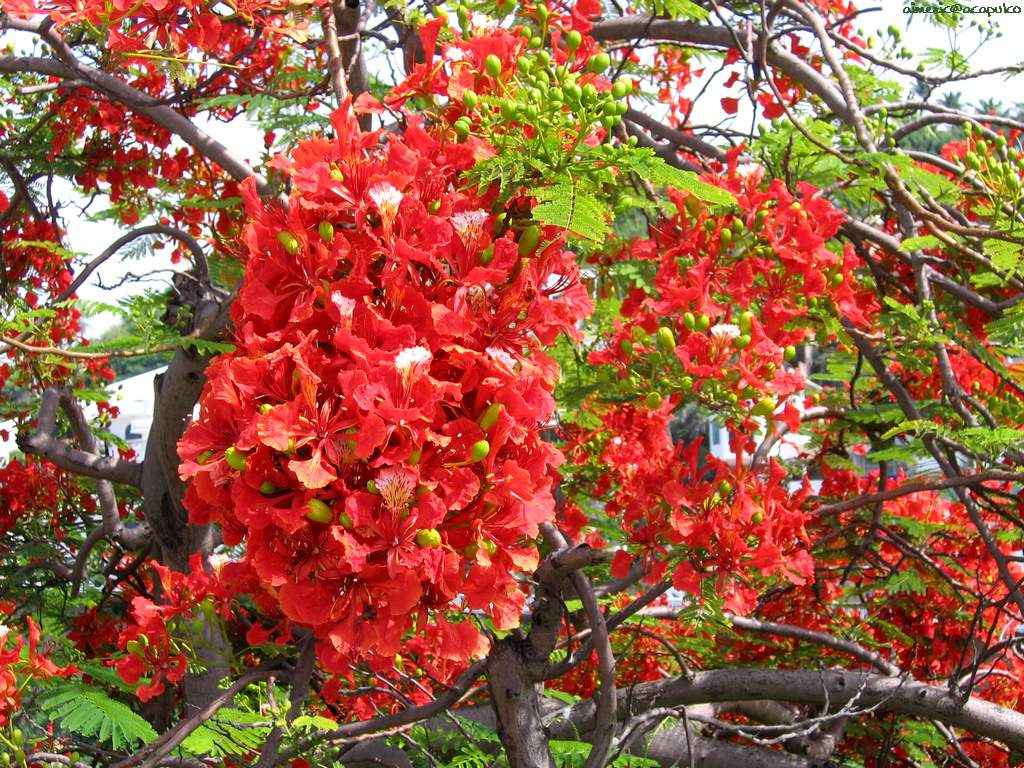 Tree 13