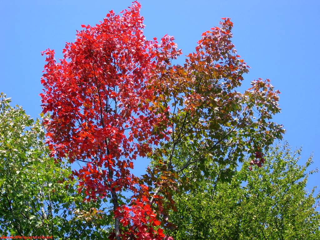 Tree 22