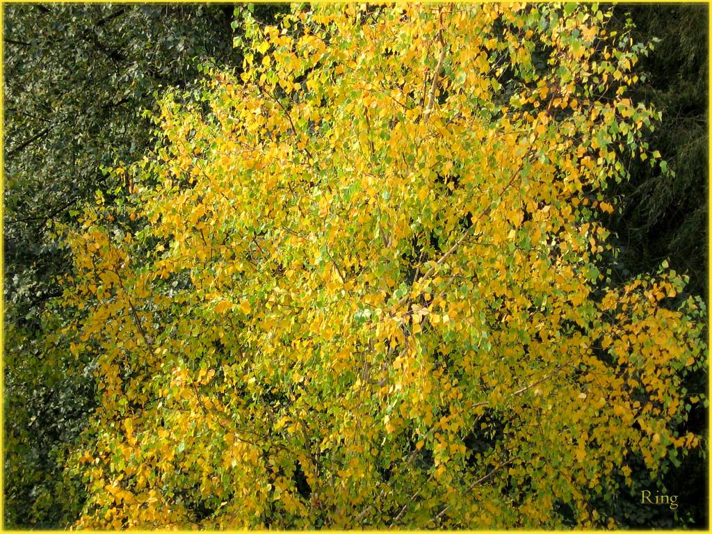 Tree 23