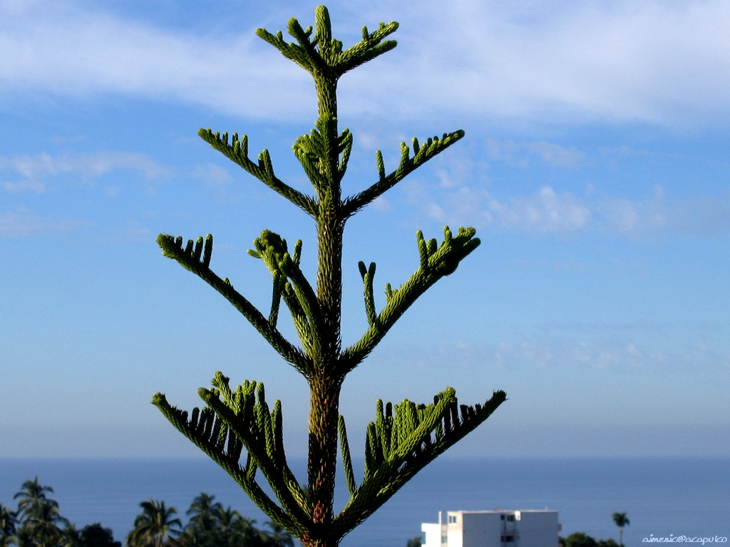 Tree 31
