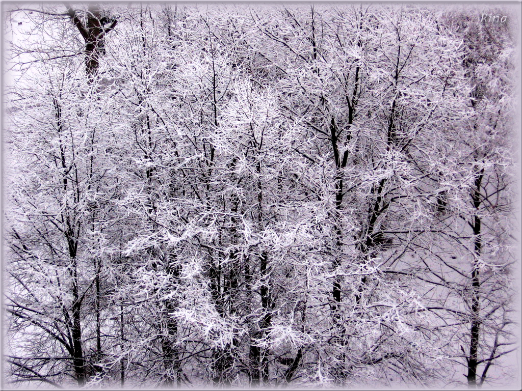 You are viewing the Winter Scene wallpaper named Winter scene 22.