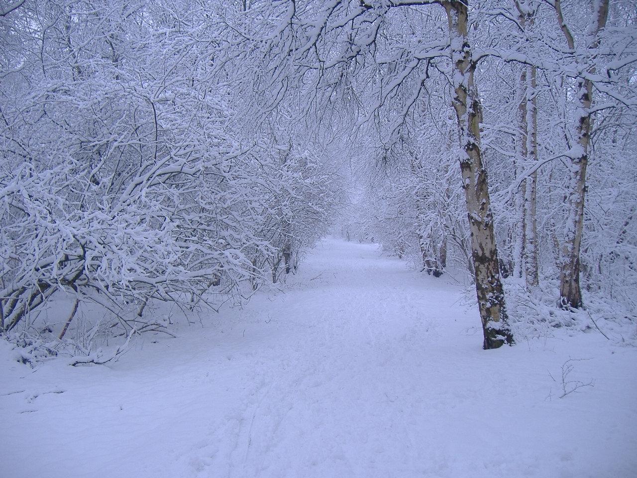 Winter Scenes