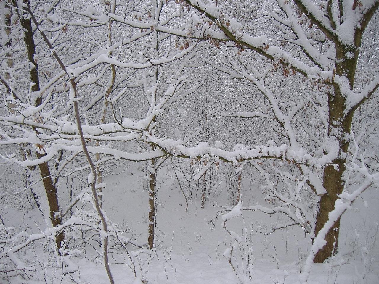 Winter scene 29