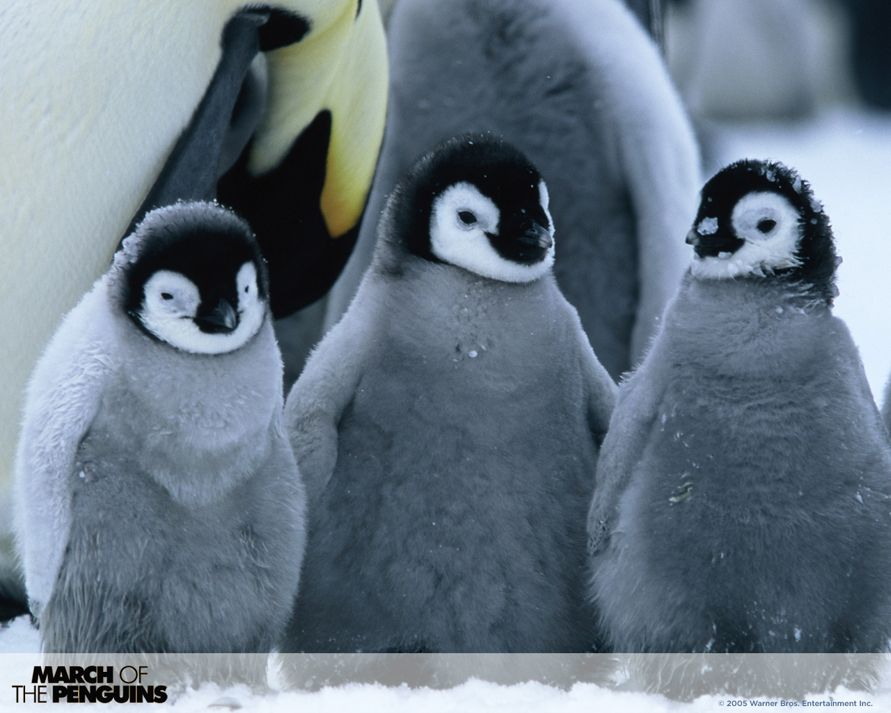 March of the penguins 2