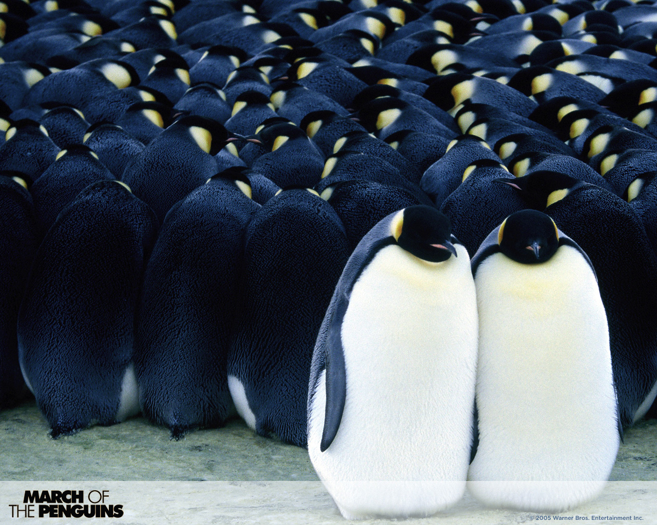 March of the penguins 3