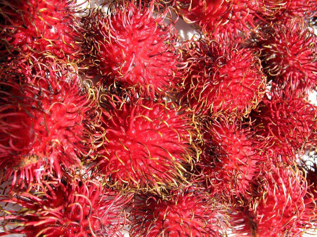 You are viewing the Food wallpaper named Food 15. You are viewing the Food wallpaper named Food 15.