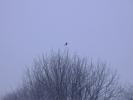 Miscellaneous photo 39