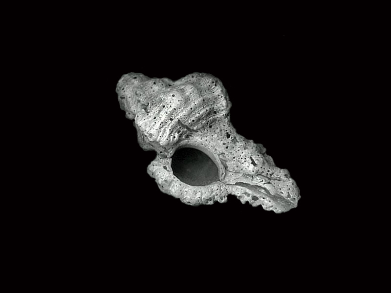 Shell 1
